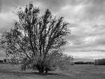 Ein einsamer Baum auf den Rheinwiesen, so gesehen Anfang Mai 2021 bei Rheinhausen.