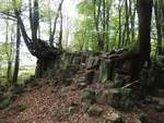 IM BASALTKRATER  BLAUER STEIN  BEI KUCHHAUSEN/WESTERWALD
Nur wenige hundert Meter oberhalb des kleinen Westerwalddorfes KUCHHAUSEN,dem
letzten Wohnort des durch sein fotografisches Werk weltberühmten Fotografen
AUGUST SANDER,liegt in einem Waldstück das etwa 100 Meter lange ovale Basaltlager
 BLAUER STEIN ,wo im NIOZÄN,vor 5-25 Millionen Jahren,Lava in einem Schlot durch
das Grundgebirge trat und zu kantigen Säulen erstarrte....
Bis in die 1920er Jahre wurde hier Basalt durch die LINZER BASALT-AG abgebaut,
heute ist es ein faszinierender Ort...am 4.11.2018