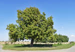 Großer, einzelstehender Kastanienbaum bei Zülpich - 10.09.2019