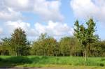 Apfelbume in Liedberg, auf einer Wiese mit herrlich reifen Frchten.