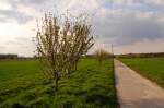 Unweit von Trietenbroich geht ein Feldweg von der Strasse ab, an dem diese blhenden Bume im Ackerrain stehen. Ihre herrlichen rosa-weilichen Knospen und Blten leuchten von weiten. 13.4.2011