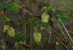 Wilder Hopfen am Bahndamm......gesehen in Korschenbroich.