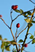 Hagebutten....die schöne Seite des Herbst.
Hier diese Rosenstrauch steht unweit der Bahnstrecke Neuss-Köln bei
Allerheiligen. 21.11.2014