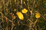 Während die Blätter der letzten Vegetationsphase noch welk am Ast hängen,
stehen schon neue Knospen und Fruchtkörper am Haselstrauch bereit fürs kommende Frühjahr. Neuss Allerheiligen 21.11.2014