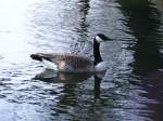 Eine Gans auf einem Teich in Herten-Westerholt.