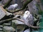 Zwei Schnee-Eulen im Gelsenkirchener Zoo am 21.