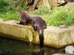 Ein Fischotter im Gelsenkirchener Zoo am 21.