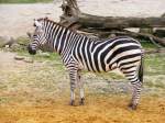 Ein Zebra im Gelsenkirchener Zoo am 21. August 2008.