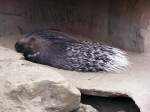 Ein Stachelschwein im Gelsenkirchener Zoo am 21.