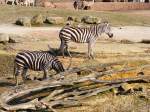 Zwei Zebras im Gelsenkirchener Zoo am 01.