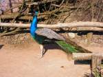 Ein Pfau im Gelsenkirchener Zoo am 01. April 2009.