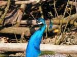 Ein Pfau im Gelsenkirchener Zoo am 01. April 2009.