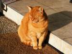 Eine Katze im Sonnenschein eines Januarnachmittages.