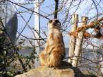 Ein Erdmnnchen im Gelsenkirchener Zoo am 01.