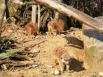 Junge Erdmnnchen im Gelsenkirchener Zoo am 01.