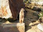 Ein Erdmnnchen im Gelsenkirchener Zoo.