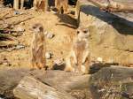 Zwei Erdmnnchen im Gelsenkirchener Zoo.