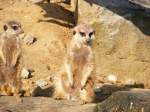 Zwei Erdmnnchen im Gelsenkirchener Zoo.