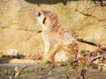 Ein Erdmnnchen im Gelsenkirchener Zoo am 1.