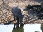 Ein Nashorn im Gelsenkirchener Zoo am 1.