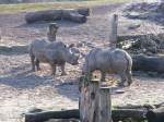 Zwei Nashrner im Gelsenkirchener Zoo am 1.