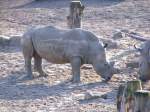 Ein Nashorn im Gelsenkirchener Zoo am 1.