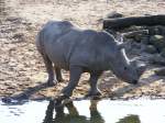 Ein Nashorn im Gelsenkirchener Zoo am 1.