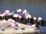 Flamingos im Zoo von Gelsenkirchen am 1.