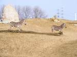 Zwei Zebras im Gelsenkirchener Zoo am 1.