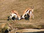 Antilopen im Gelsenkirchener Zoo am 1.