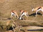 Antilopen im Gelsenkirchener Zoo am 1.