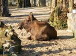 Ein Elch im Gelsenkirchener Zoo am 1.