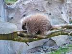 Ein Baumstachler im Gelsenkirchener Zoo am 1.