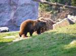 Zwei Bren im Gelsenkirchener Zoo am 1.