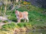 Ein Luchs im Gelsenkirchener Zoo am 1.