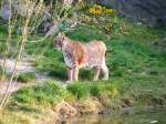 Ein Luchs im Gelsenkirchener Zoo am 1.