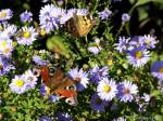 Wunderschner Altweibersommer im eigenen Garten: Inachis io und Vanessa cardui auf Aster novae-angliae.