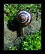 Impressionen aus dem Botanischen Garten Duisburg-Kaiserberg. Schnecke beim  Abstieg  im Alpinum.