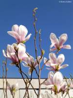 Magnolienblüten an der Sparkasse in der Stadtmitte von Gladbeck, Kreis Recklinghausen, NRW - März 2014