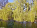 Trauerweiden mit frischem Grün im Nordpark (Gladbeck, Kreis Recklinghausen, NRW, März 2014)