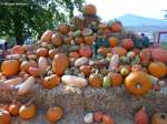 Grugapark Essen - mit den Kürbissen hat der Herbst Einzug gehalten (Oktober 2014)