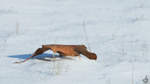 Ein einsames Herbstblatt liegt im kalten Schnee. (Wanne-Eickel, Februar 2020)