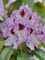 Blühender Rhododendron in unserem Garten.