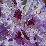 Rhododendron in voller Blüte.