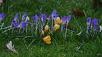 Krokusse in unserem Garten leiten den Frühling ein.