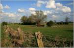 Landschaft im Ruhrgebiet - Weiden in Duisburg-Baerl (Lohheide)