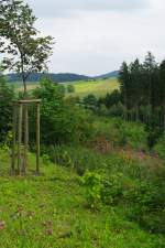 Briloner Hhen im Hochsauerland bei Madfeld (01.08.2011)