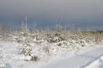 Stimmungsbild im Schnee auf der  Hellefelder Höhe  (502 m) bei Arnsberg.