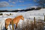 Winterstimmung am 13.02.2018 im Skigebiet Wildewiese (Sundern/Sauerland)