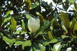 Die Blüte der Magnolia grandiflora im Botanischem Garten Solingen vom 07.07.2019